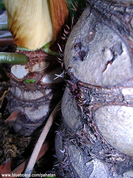 Thaumatophyllum bipinnatifidum Thaumatophyllum selloum.