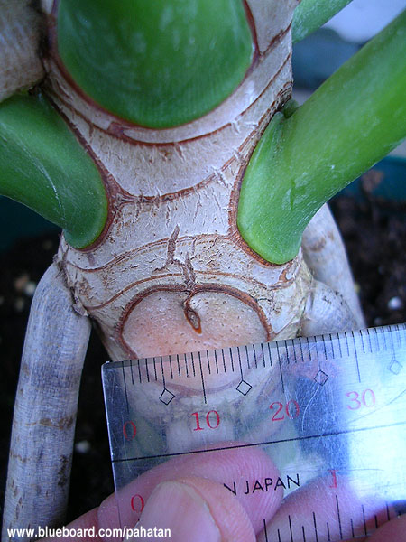 Thaumatophyllum stenolobum.