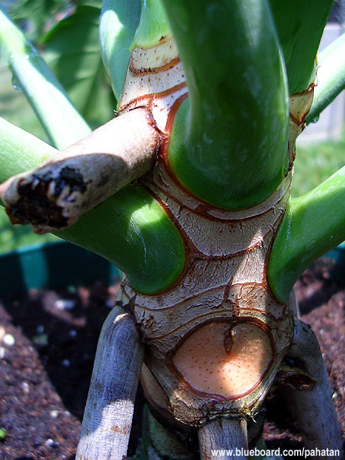 Thaumatophyllum stenolobum.