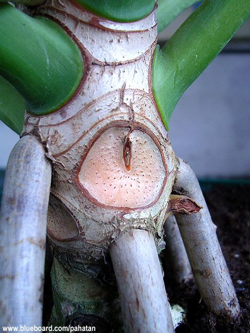 Thaumatophyllum stenolobum.