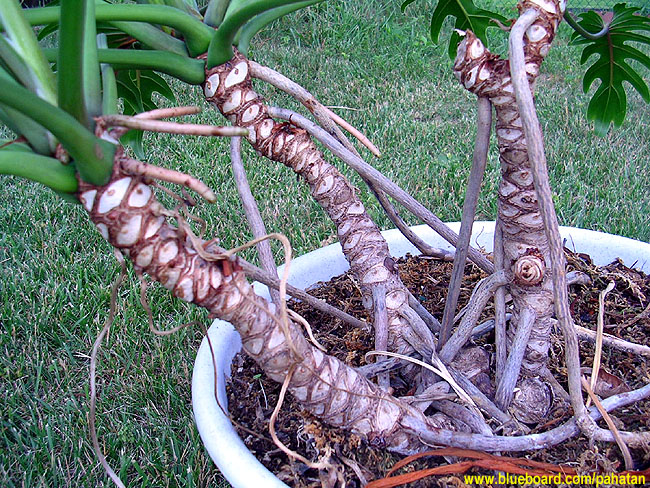 Thaumatophyllum xanadu.