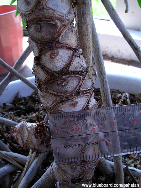 Thaumatophyllum xanadu.