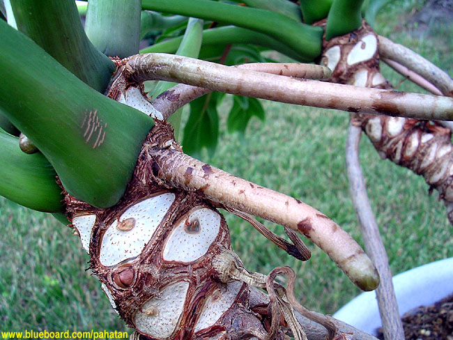 Thaumatophyllum xanadu.