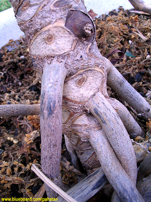 Thaumatophyllum xanadu.