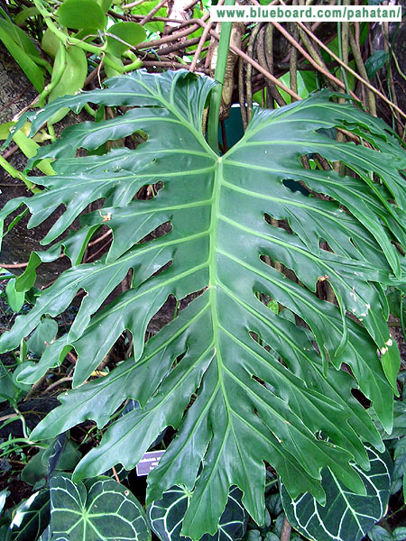 Thaumatophyllum bipinnatifidum Thaumatophyllum selloum.