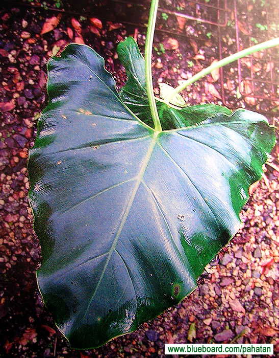 Thaumatophyllum williamsii.