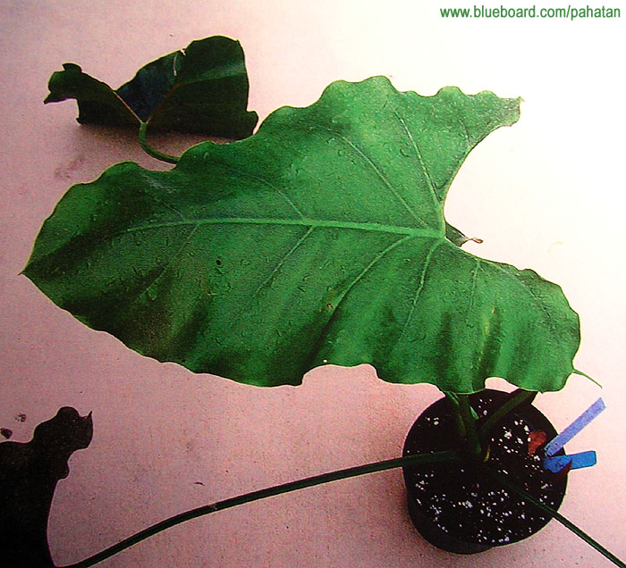 Thaumatophyllum williamsii.