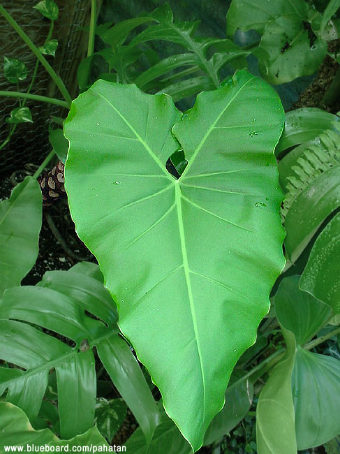 Thaumatophyllum solimoesense.