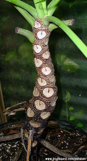 Thaumatophyllum solimoesense.