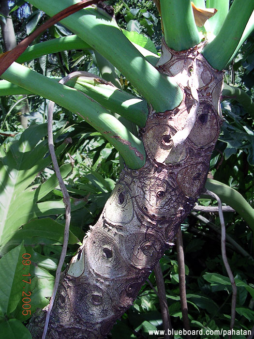 Thaumatophyllum mello-barretoanum.