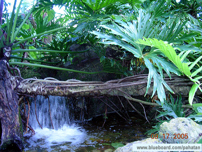 Thaumatophyllum mello-barretoanum.