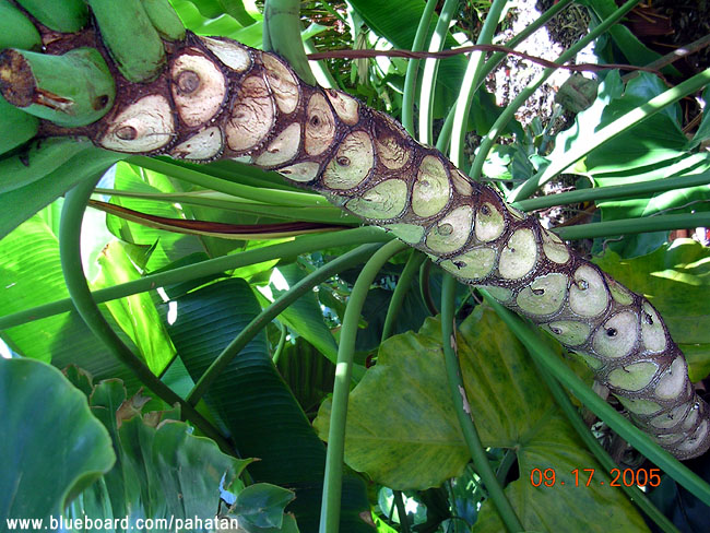 Thaumatophyllum speciosum.