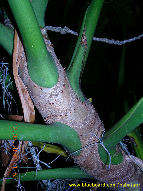 Thaumatophyllum corcovadense.