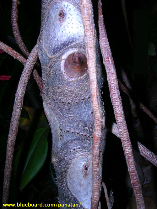 Thaumatophyllum corcovadense.