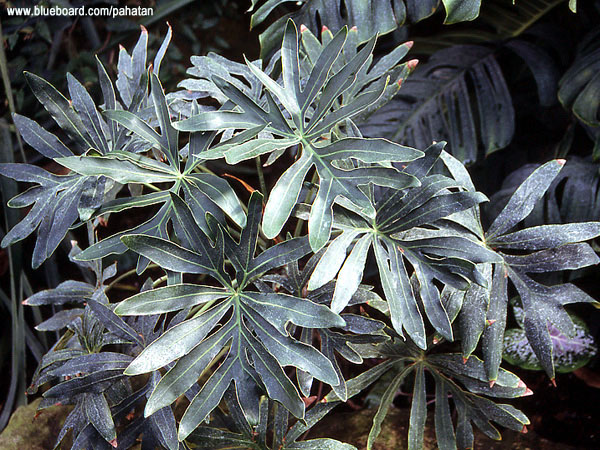 Thaumatophyllum adamantinum.