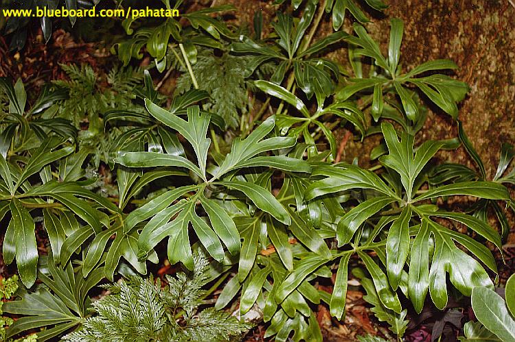 Thaumatophyllum adamantinum.