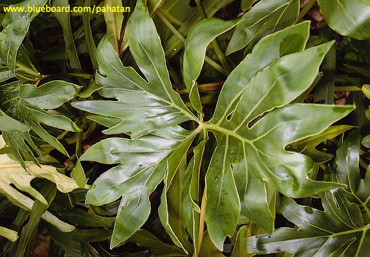 Thaumatophyllum adamantinum.