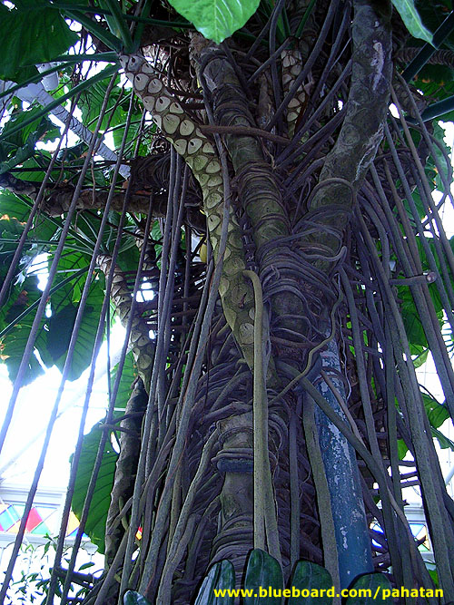 Thaumatophyllum speciosum at Conservatory of Flowers San Francisco.