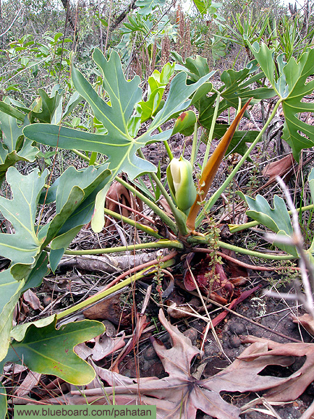 Thaumatophyllum saxicolum.