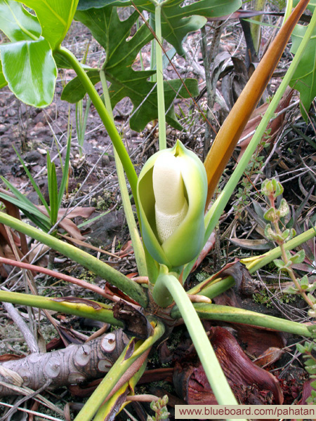 Thaumatophyllum saxicolum.