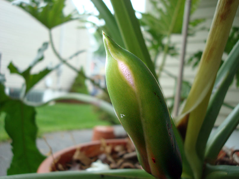 Thaumatophyllum bipinnatifidum and Thaumatophyllum goeldii - African fantasy hybrid.