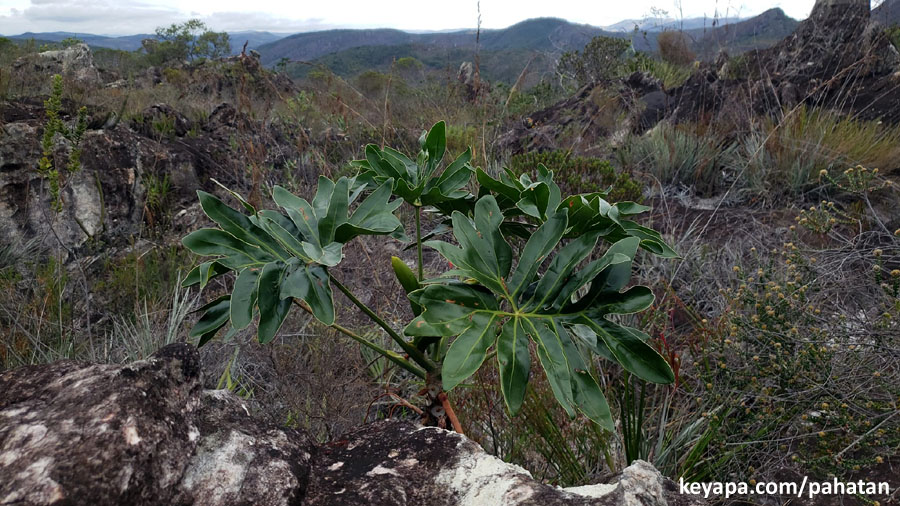 Thaumatophyllum adamantinum.