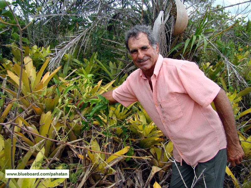 Thaumatophyllum leal-costa.