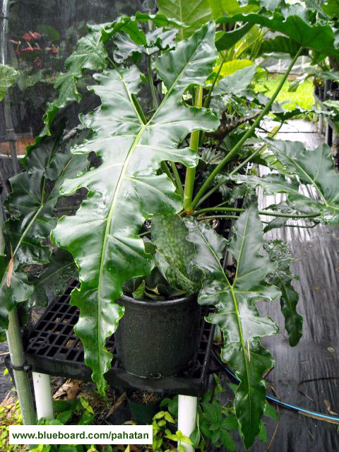 Thaumatophyllum Maharlika.