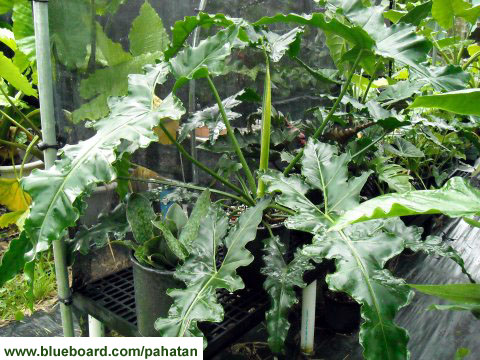 Thaumatophyllum Maharlika.