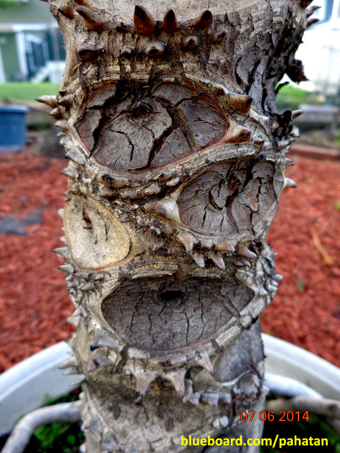 Thaumatophyllum mello-barretoanum.