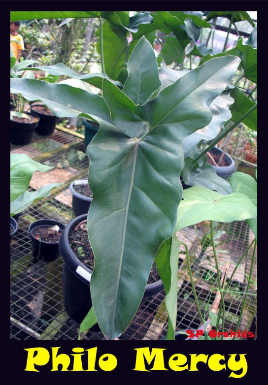 Thaumatophyllum Mercy.