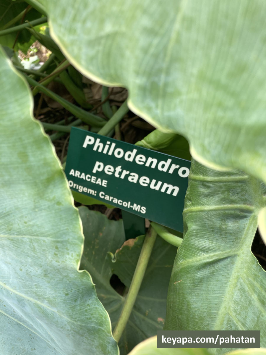 Thaumatophyllum petraeum.