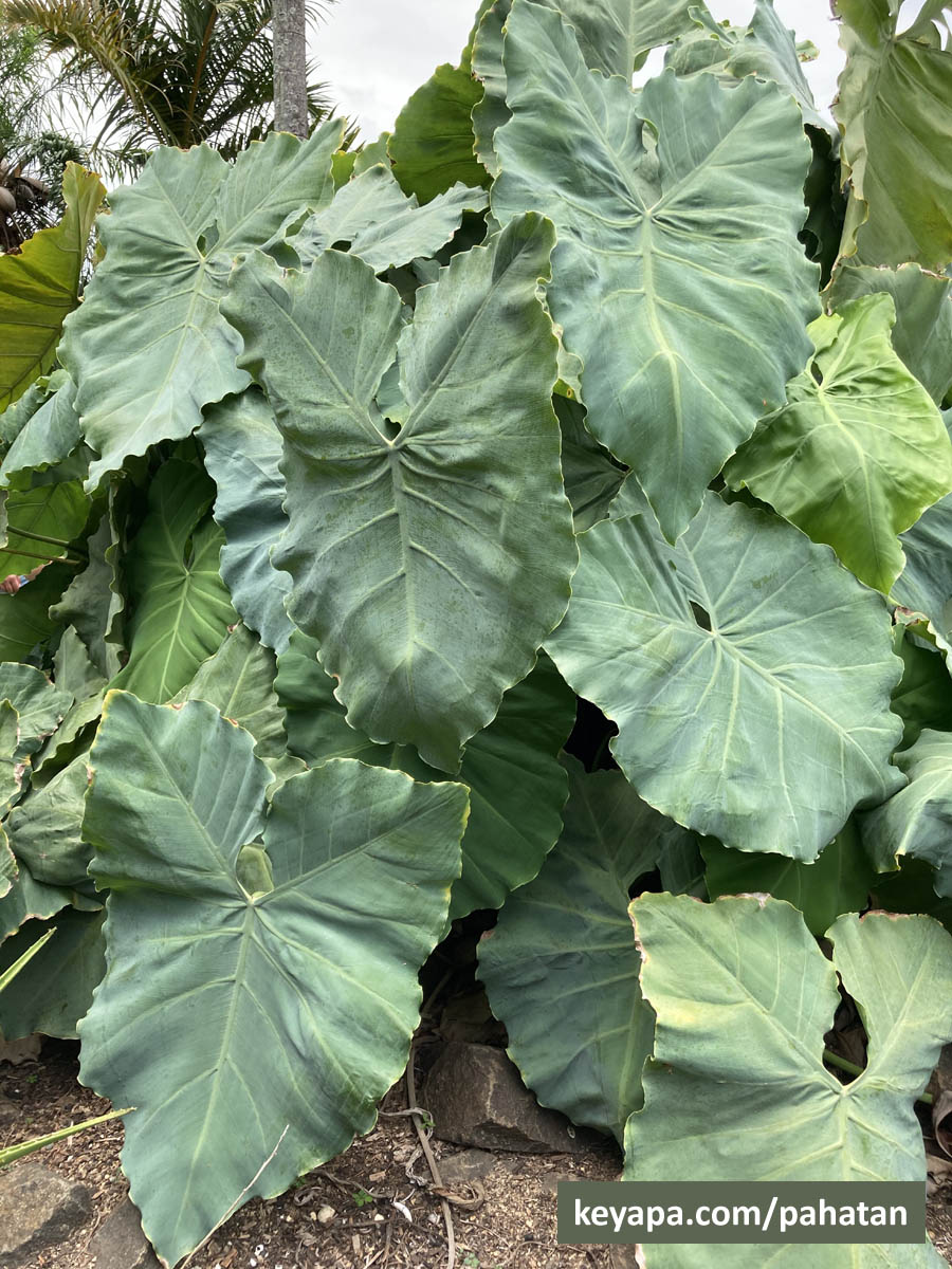 Thaumatophyllum petraeum.