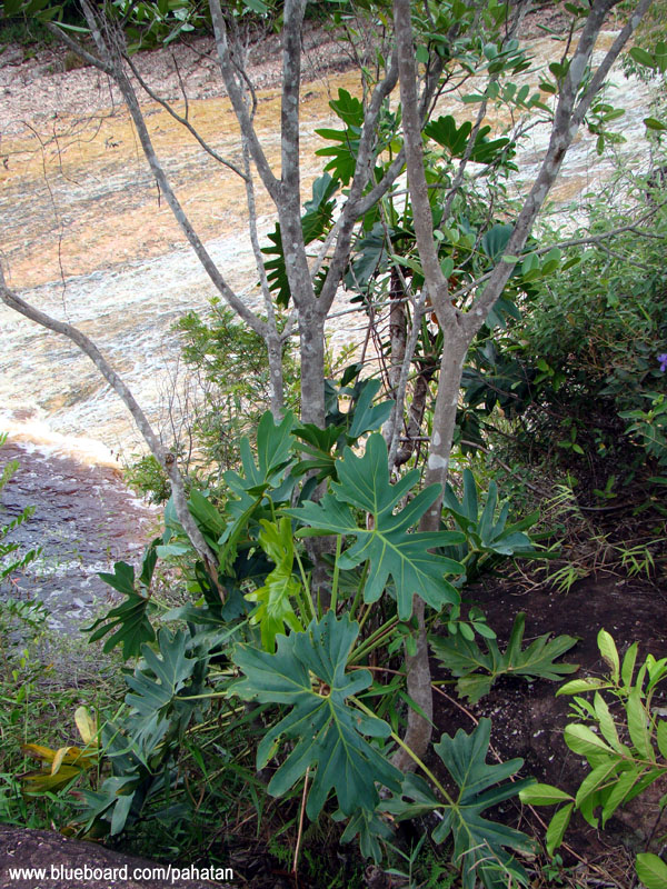 Thaumatophyllum saxicola.