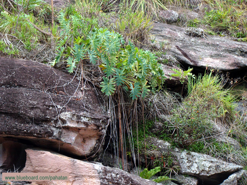 Thaumatophyllum saxicola.