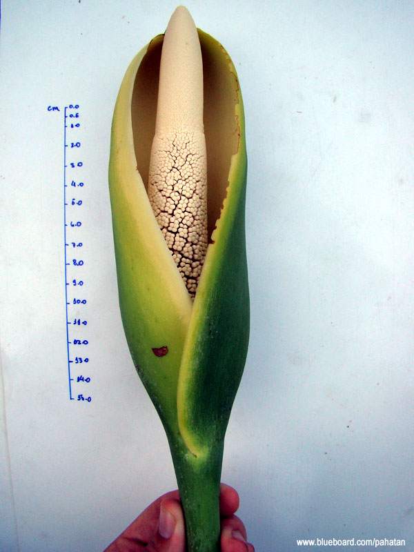 Thaumatophyllum saxicola.