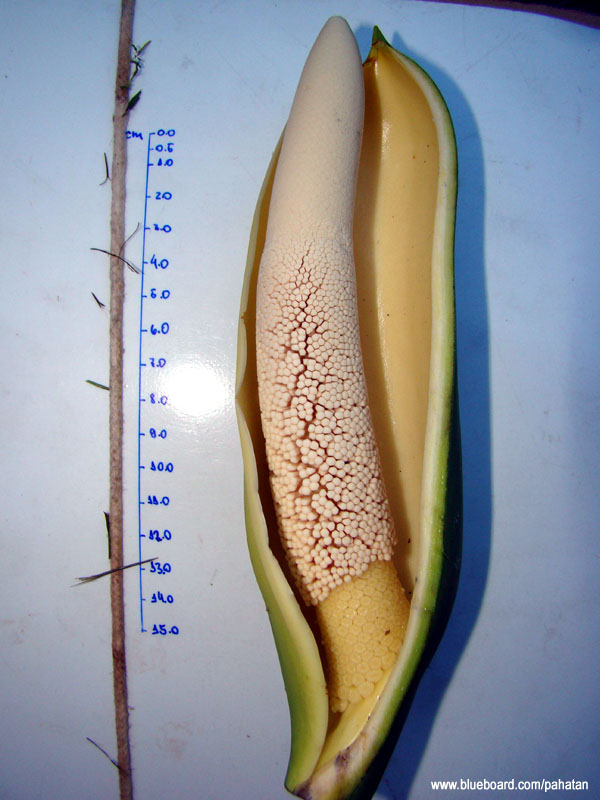 Thaumatophyllum saxicola.