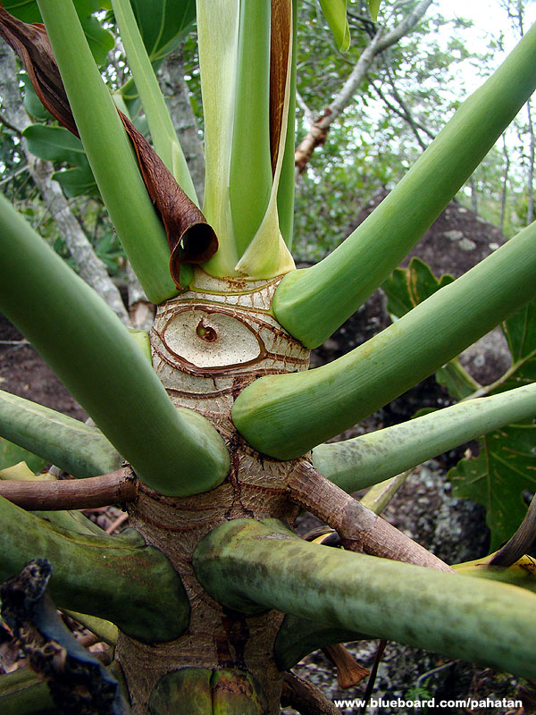 Thaumatophyllum saxicola.