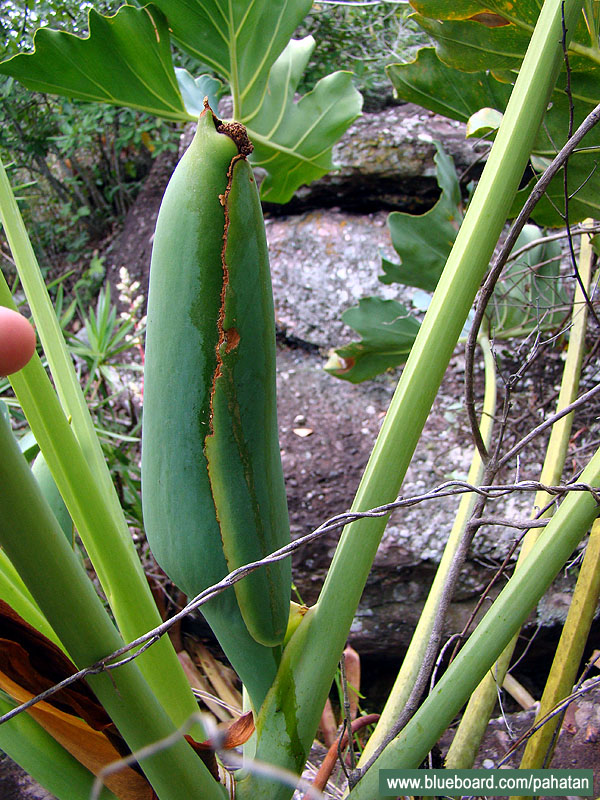 Thaumatophyllum saxicola.