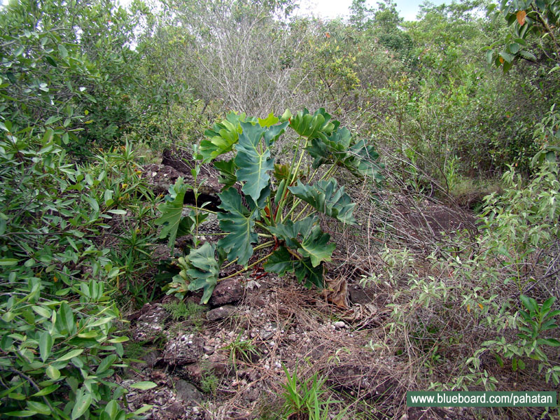 Thaumatophyllum saxicola.