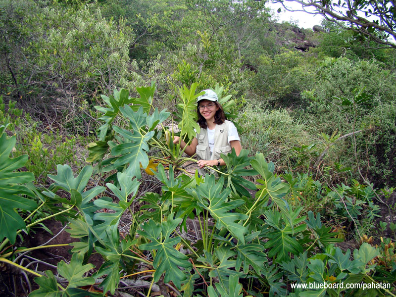 Thaumatophyllum saxicola.