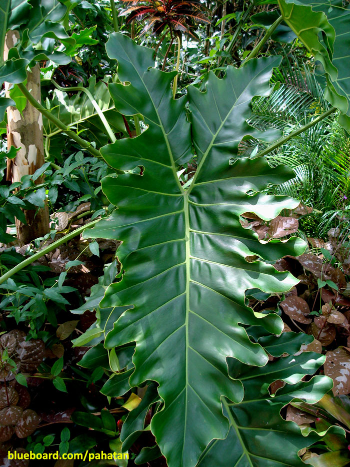 Thaumatophyllum 'Soledad'.