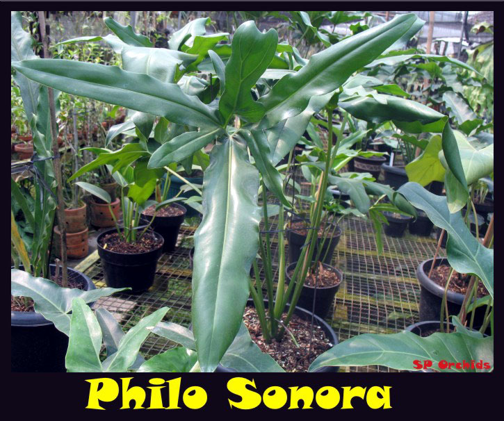 Thaumatophyllum Sonora.