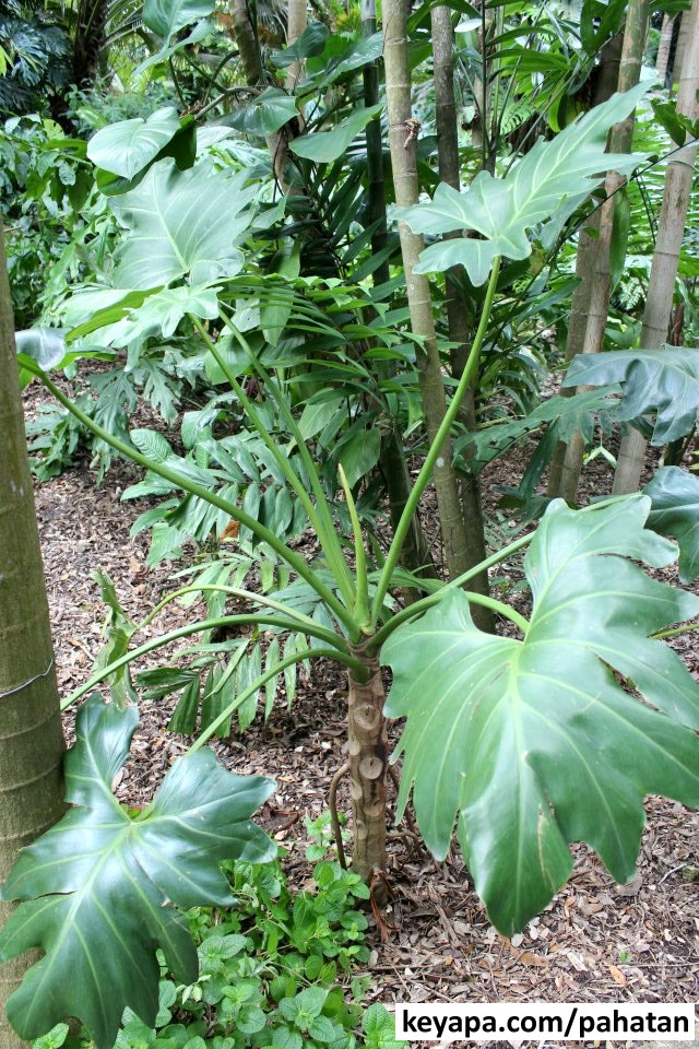 Thaumatophyllum paludicola.