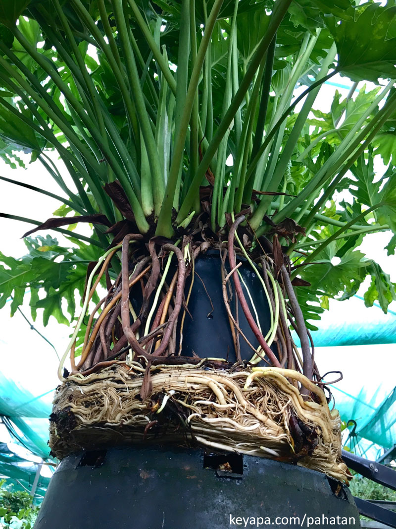 Thaumatophyllum bipinnatifidum Thaumatophyllum selloum.