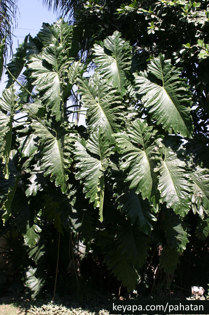 Thaumatophyllum x Evansii.