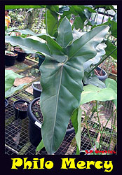 Thaumatophyllum Mercy.