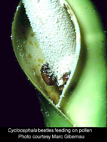 Cyclocephala beetles feeding on Philodendron pollen, Photo Copyright 2008, Marc Gibernau, France