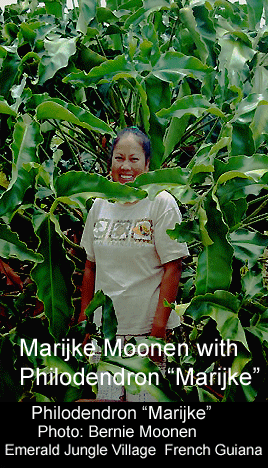 Philodendron 'Marijke', Photo Copyright 2008, Bernie Moonen, French Guiana