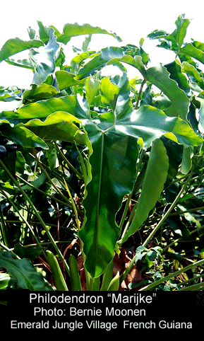 Philodendron Marijke, Photo Copyright 2008, Bernie Moonen, Emerald Jungle Village, French Guiana